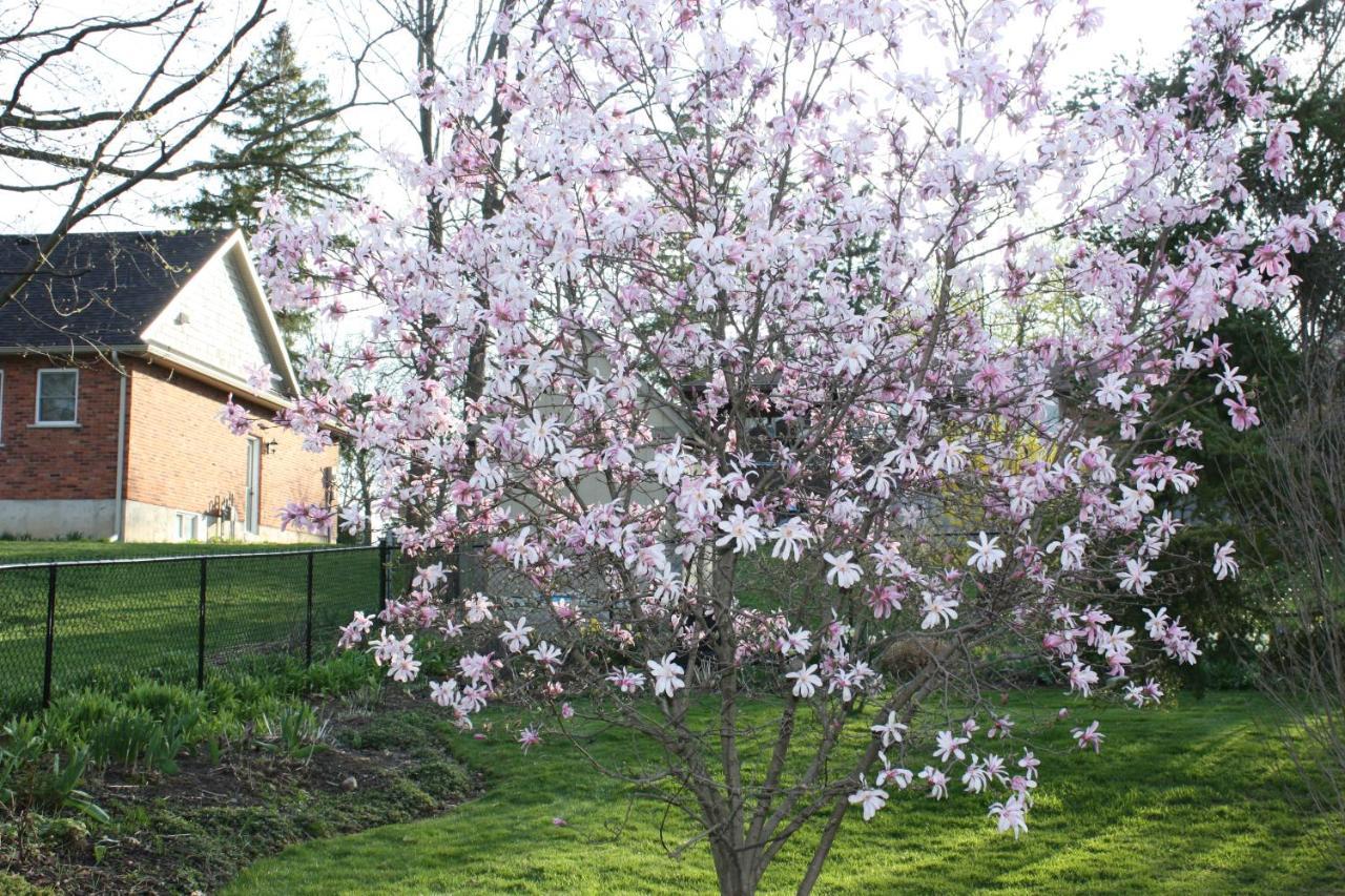 Carrousel Bed & Breakfast Cayuga Екстериор снимка